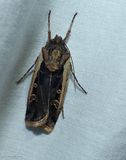 Western bean cutworm moth  (<em>Striacosta albicosta</em>), #10878
