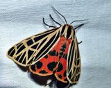 Virgin tiger moth   (<em>Apantesis virgo</em>) #8197