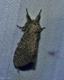 Northern willow prominent moth (<em>Notodonta torva</em>), #7928