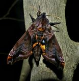 Small-eyed sphinx moth   (<em>Paonias myops</em>), #7825