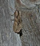 Speckled cutworm moth (<em>Lacanobia subjuncta</em>), #10299