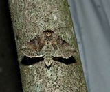 Spectacled nettle moth  (<em>Abrostola urentis</em>), #8881