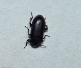 Darkling beetle (<em>Neatus</em>)