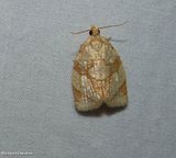 Shimmering gold adoxophyes moth  (<em>Adoxophyes negundana</em>), #3691
