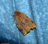 Ugly nest caterpillar moth (<em>Archips cerasivorana</em>), #3661