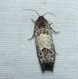 Tortricid moth (<em>Epiblema</em>)