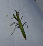 Praying mantis (<em>Mantis religiosa</em>)