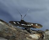 Grape leaffolder moth (<em>Desmia funeralis or maculalis</em>)