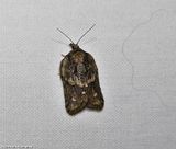 Tortricid moth (<em>Acleris</em>)
