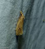 Two-spotted aethes moth (<em>Aethes atomosana</em>), #3754.3