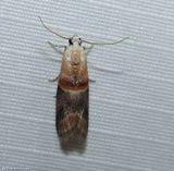 Walnut shoot moth  (<em>Acrobasis demotella</em>), #5674