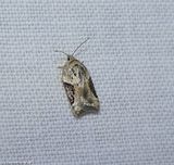 Forbes acleris moth (<em>Acleris forbesana</em>), #3525