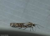 Pyralid moth (Tribe phycitini)