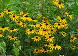 Black-eyed Susan (<em>Rudbeckia fulgida</em>)