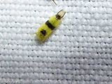 Leafhopper (<em>Empoa</em>)