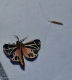 Harnessed tiger moth (<em>Apantesis phalerata</em>), #8169