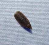 Achilid planthopper (<em>Cixidia fusca</em>)