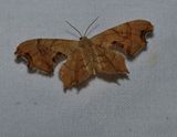 Brown scoopwing moth (<em>Calledapteryx dryopterata</em>) #7653