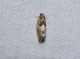 Cottonwood Twig Borer Moth (<em>Gypsonoma haimbachiana</em>), #3226