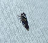 Leafhopper (<em>Balcanocerus fitchi</em>)