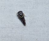 Leafhopper (<em>Balcancerus fitchi</em>)