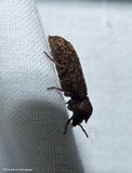 Two-horned powder post beetle (<em>Lichenophanes bicornis</em>)