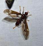 Pyrgotid fly (<em>Pyrgota undata</em>)