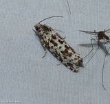 Tortricid moth (<em>Retinia burkeana</em>), #2900