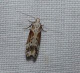 Twirler moth (<em>Gnorimoschema</em>)