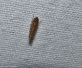 Leafhopper (<em>Osbornellus consors</em>)