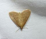 Crambid moth (<em>Framinghamia helvalis</em>), #5262