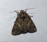 Disparaged arches moth (<em>Orthodes detracta</em>), #10288