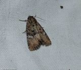 Broken-lined brocade moth (<em>Mesapamea fractilinea</em>), #9406