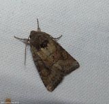 Thinker moth (<em>Lacinipolia meditata</em>), #10368