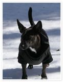 One of Cleos pals