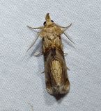 Moonseed moth  (<em>Plusiodonta compressipalpis</em>), #8534