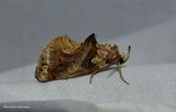 Moonseed moth  (<em>Plusiodonta compressipalpis</em>), #8534