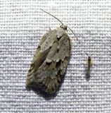 Black-headed birch leafroller moth  (<em>Acleris placidana</em>), #3540