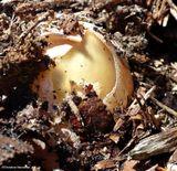 Ravenels stinkhorn fungus emerging  (<em>Phallus ravenilii</em>)