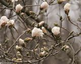 Magnolia