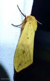Isabella tiger moth  (<em>Pyrrharctia isabella</em>), #8129