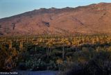 Saguaro National Park