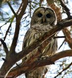 Barred owl