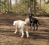 The big guys at the dog park!