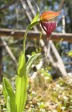 Rams-head orchid (<em>Cypripedium arietinum</em>)