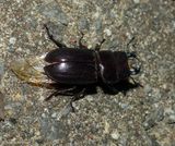 Antelope beetle (<em>Dorcus parallelus</em>), male