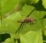 Chalk-fronted corporal  (<em>Ladona julia</em>)