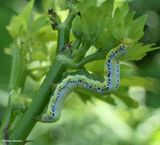 Canadian owlet moth caterpillar (<em>Calyptra canadensis</em>), #8536 