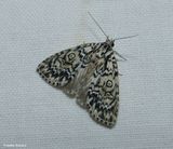 Fragile dagger moth (<em>Acronicta fragilis</em>), #9241