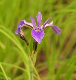 Blue flag iris (<em>Iris versicolor</em>)